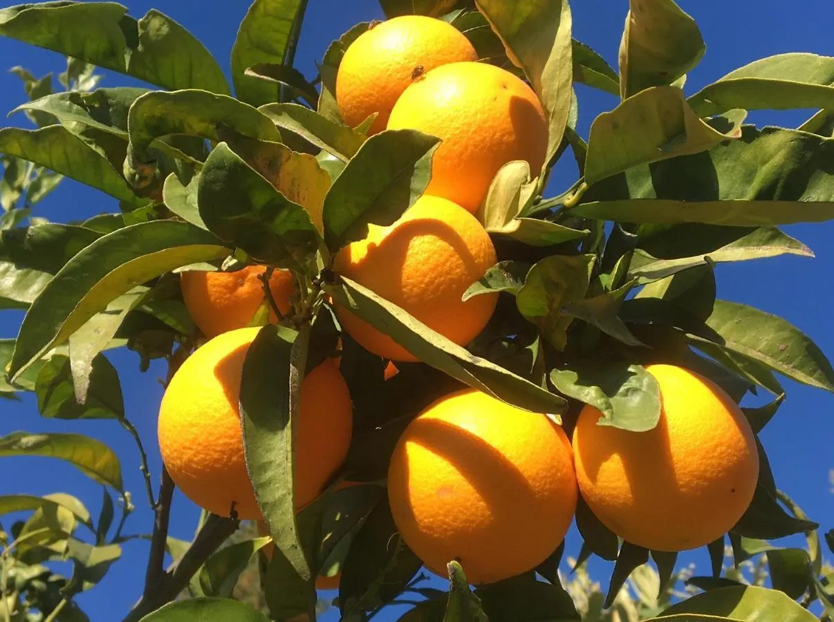 Вилла Casa Limonero Касарабонела